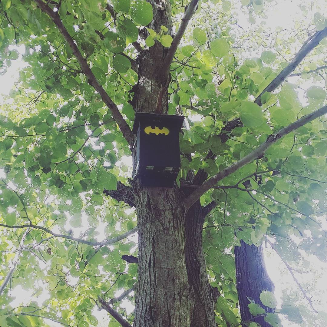 13658658_115396695577874_409556392_n