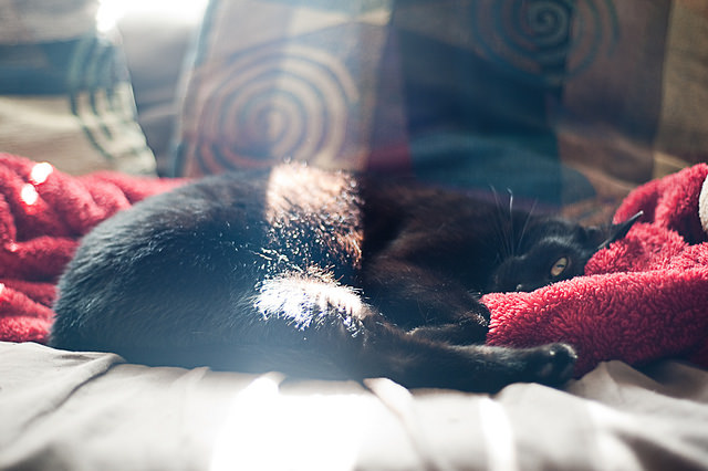 A picture of a cat, not a query letter.